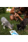 Ласощі для кошенят GimCat Every Day Kitten 40 г - асорті