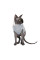 Светр для кота Pet Fashion меланж «CAT» L