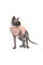 Светр для кота Pet Fashion персик «CAT» M