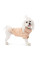 Светр для собак Pet Fashion Sam XXS