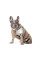 Жилет для собак Pet Fashion Chip XS такса