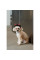 Аксесуар для собак Pet Fashion Imp XS-S