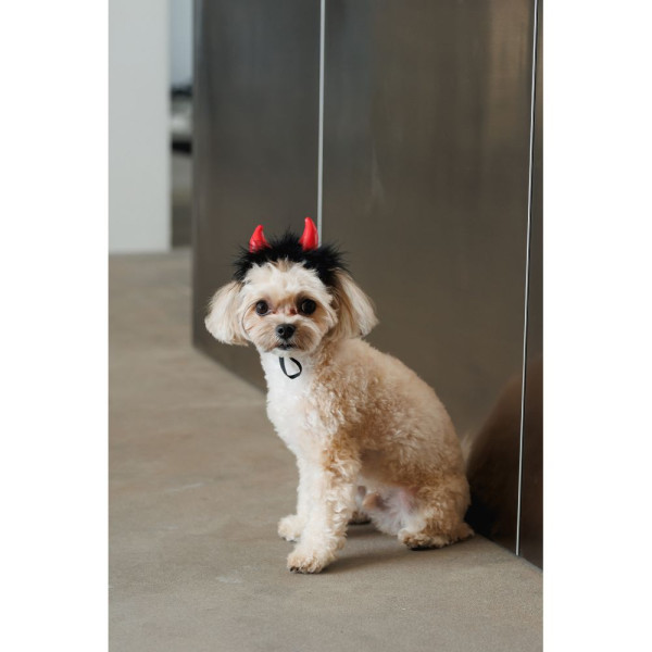 Аксесуар для собак Pet Fashion Imp XS-S