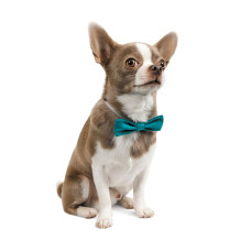 Метелик для собак Pet Fashion XS-M