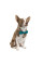 Метелик для собак Pet Fashion XS-M
