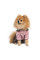 Дощовик для собак Pet Fashion «Ariel» M