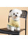 Футболка для собак Pet Fashion Endy XXS