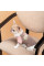 Футболка для собак Pet Fashion Rose XS