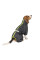 Комбінезон для собак Pet Fashion Cold M