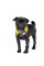 Комір для собак Pet Fashion BRIGHT XS-XS-2