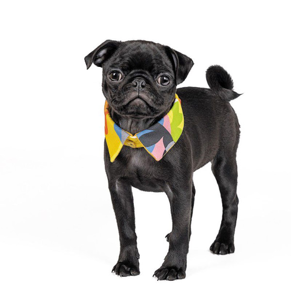 Комір для собак Pet Fashion BRIGHT XS-XS-2