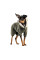 Костюм для собак Pet Fashion Alf S