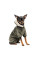 Костюм для собак Pet Fashion Alf S