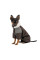 Костюм для собак Pet Fashion Locky ХS-2