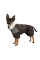 Костюм для собак Pet Fashion Locky ХS-2