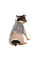 Костюм для собак Pet Fashion Twiddy M