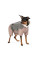 Костюм для собак Pet Fashion Twiddy M
