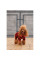 Костюм для собак Pet Fashion Xmas XS