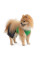 Костюм для собак Pet Fashion «Aleks» XS