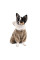 Костюм для собак Pet Fashion Alf XS-2