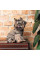 Костюм для собак Pet Fashion Pf Style XS