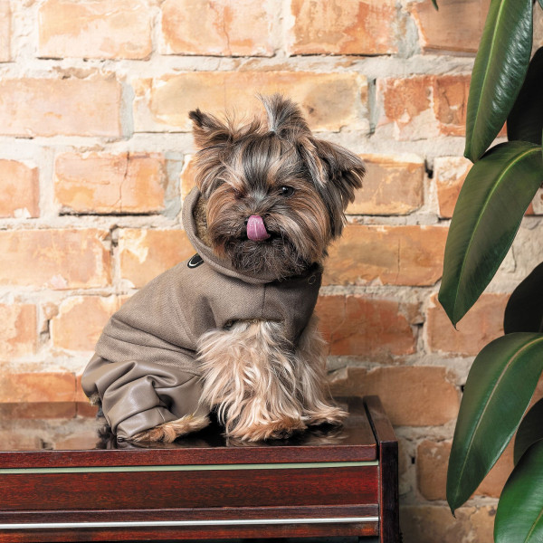 Костюм для собак Pet Fashion Pf Style XS