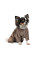 Костюм для собак Pet Fashion «Soft» XS-2