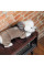 Костюм для собак Pet Fashion «Soft» XS-2