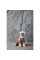 Костюм для собак Pet Fashion Alf XS-2