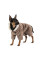 Костюм для собак Pet Fashion Alf XS-2