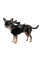 Крила для собак Pet Fashion Web XS-XS-2