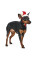 Ковпак для собак Pet Fashion Новорічний XS