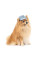 Панама для собак Pet Fashion Blue XS