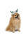 Ріжки для собак Pet Fashion Deer M-L