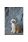 Шапка для собак Pet Fashion Teddy XS