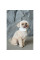 Шапка для собак Pet Fashion Teddy XS