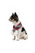 Шарф для собак Pet Fashion Happy XS-S