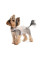 Шлея для собак Pet Fashion Nika XXS