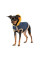 Шлея для собак Pet Fashion Poppy XS