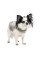 Шлея для собак Pet Fashion Rob XS