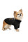 Толстовка для собак Pet Fashion Halloween XS