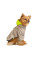 Вітрівка для собак Pet Fashion «Fresh» M (бежева)