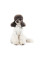 Вишиванка для собак Pet Fashion Ostap XXS