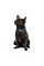 Комір для собак Pet Fashion BRIGHT XS-XS2