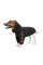 Худі для собак Pet Fashion «Snoodie» S (чорний)