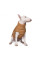 Жилет для собак Pet Fashion Big Boss 2XL