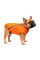 Жилет для собак Pet Fashion E.Vest XL (помаранчевий)