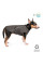 Жилет для собак Pet Fashion E.Vest XS-2 (сірий)