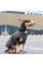 Жилет для собак Pet Fashion E.Vest XS-2 (сірий)