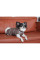 Жилет для собак Pet Fashion Hardy XS
